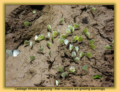 Cabbage Whites gatherd at a Militant Meeting