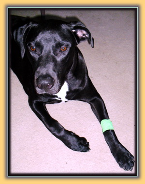 Dog Injured During Paw-Play