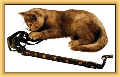 You Are Your Cat's Slave!